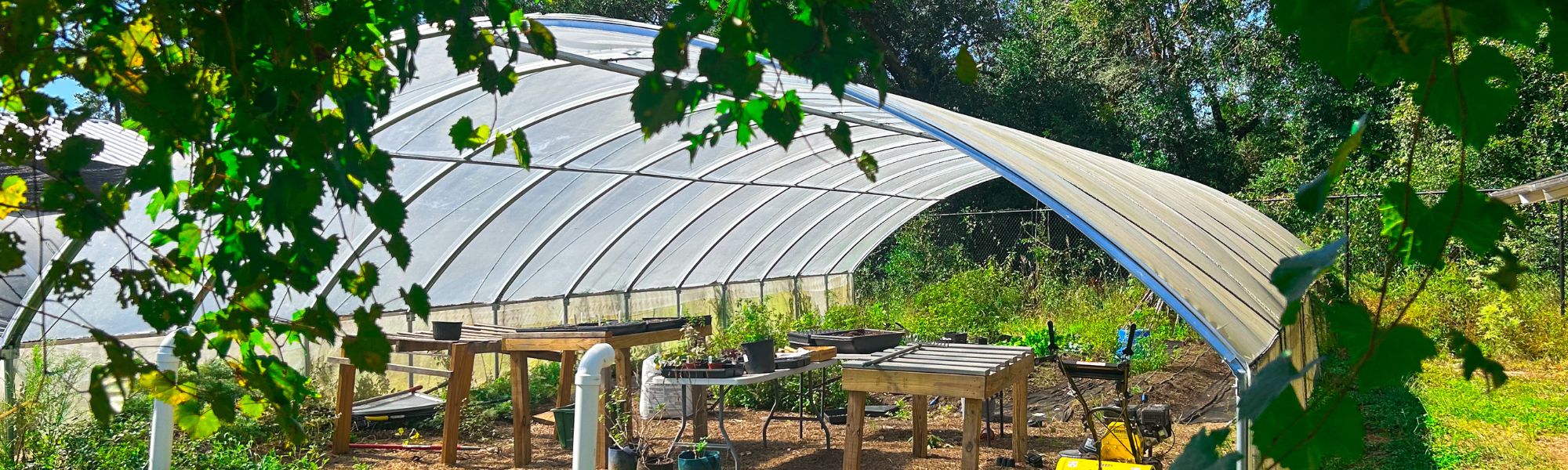 Greenhouse and surrounding garden.