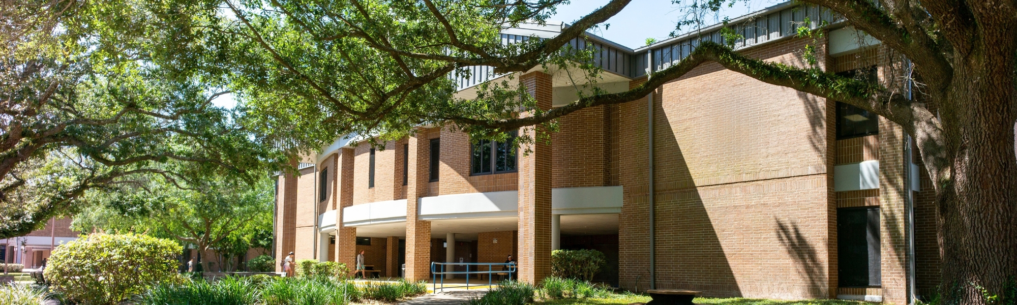 Sidewalk leading to a brick building and a large oak tree.